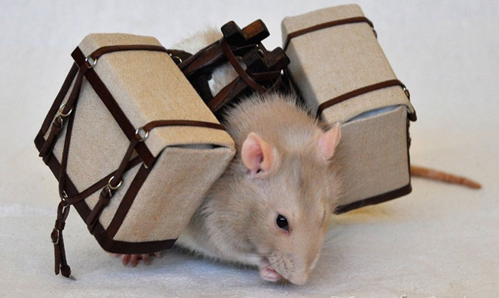 Legalize-Rats-Twitter