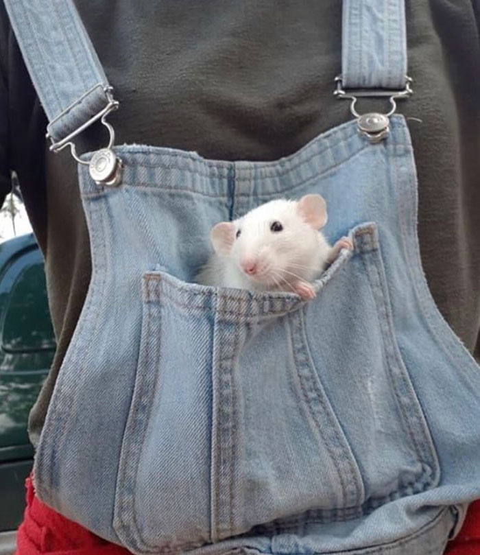 Legalize-Rats-Twitter