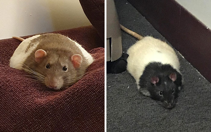 Legalize-Rats-Twitter