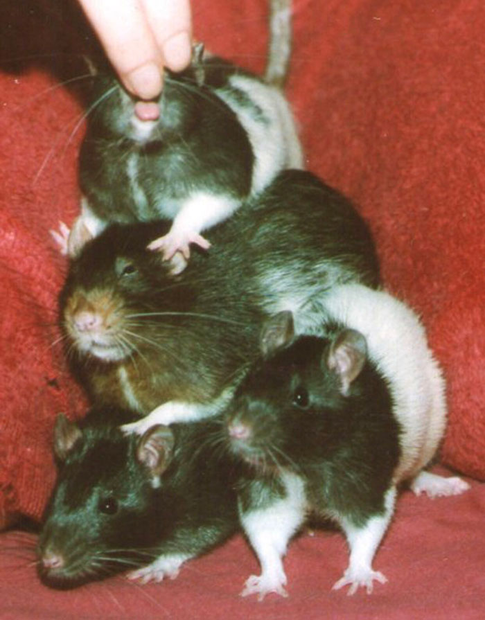 Legalize-Rats-Twitter