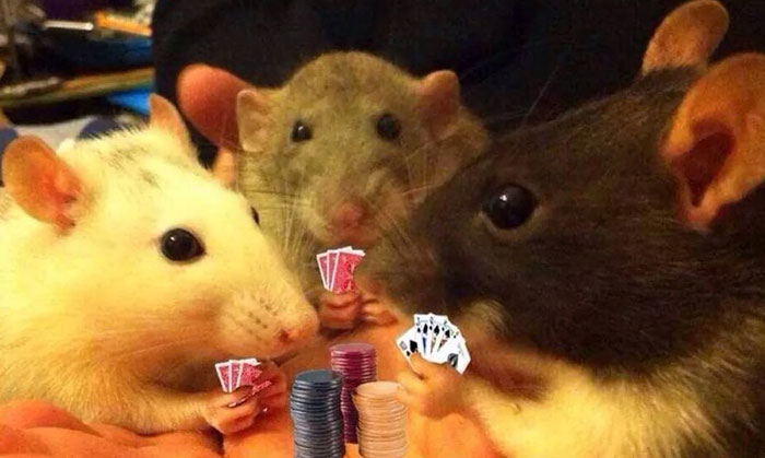 Legalize-Rats-Twitter