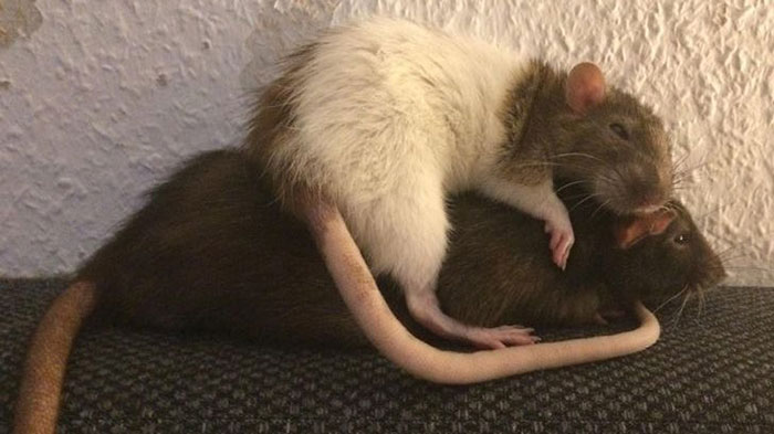 Legalize-Rats-Twitter