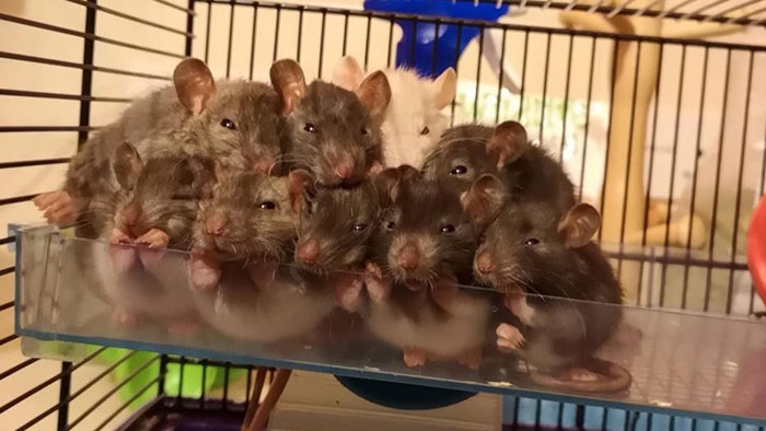 Legalize-Rats-Twitter