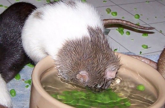 Legalize-Rats-Twitter