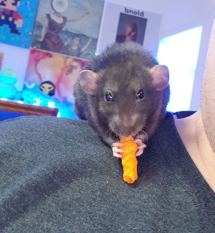 Legalize-Rats-Twitter