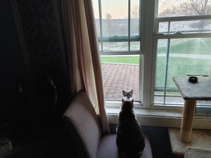 My Bella Greets The Occasional Visitor On The Roof Outside My Living Room At The House. What's Up Dude?!