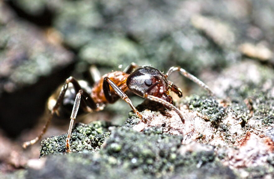 Giant (Maybe Red Forest Ant) Ant On Wood
