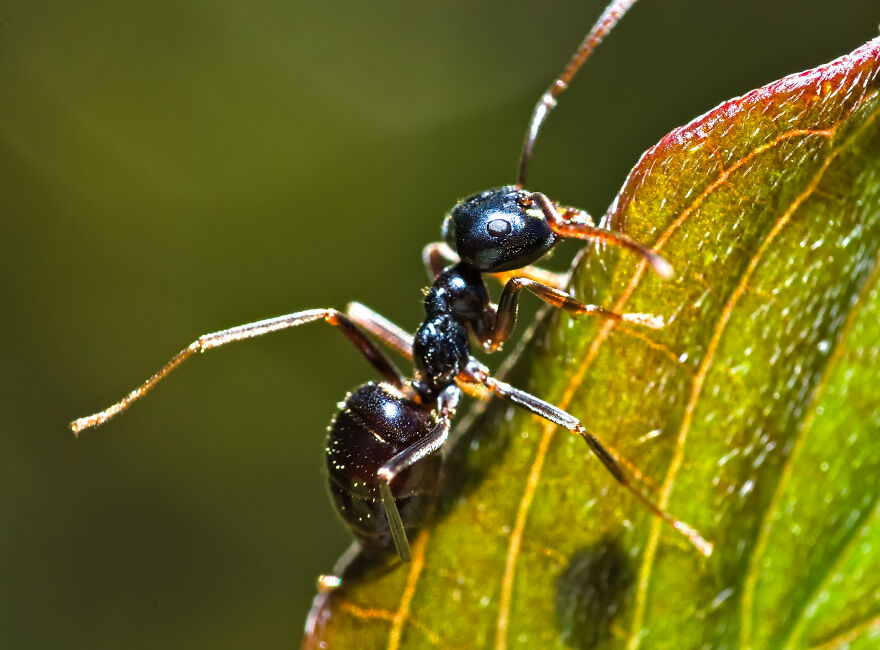 Don't Skip The Leg Day