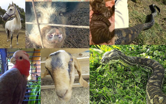 Sunny The Handsome Horse, Pixie Pig Plays Outside, Lives In The House, Joy The 3 Legged ,no Tail Cat. Teddy The Galah, Johnny The Goat And Both Ends Of Medusa.