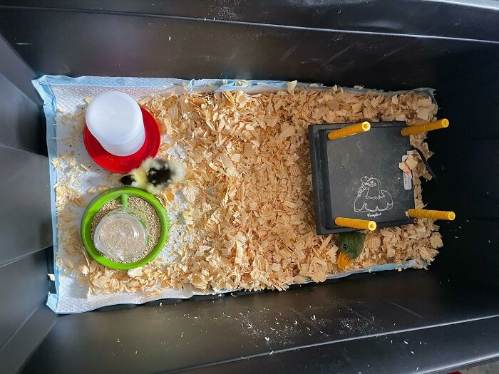 Woman Saves A Baby Duck Abandoned By Her Clutch, Raises Her As A Wonderful Rescue Pet