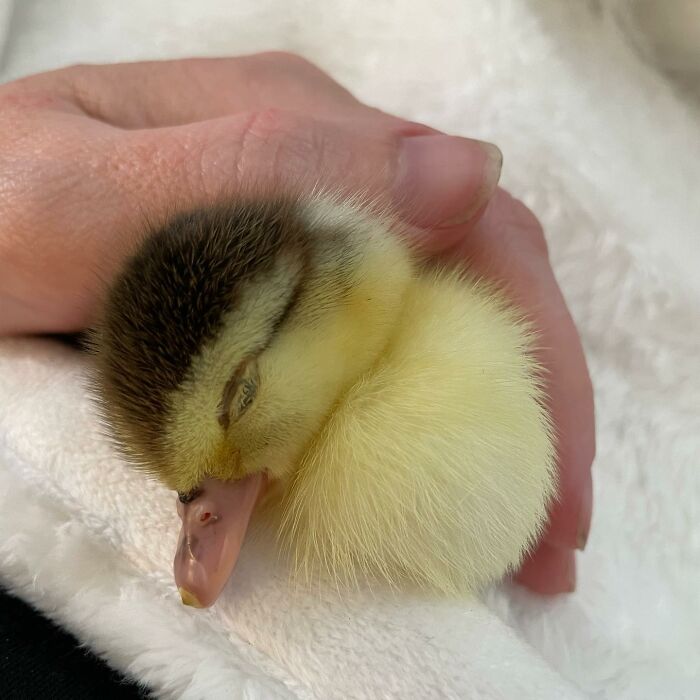 Woman Saves A Baby Duck Abandoned By Her Clutch, Raises Her As A Wonderful Rescue Pet