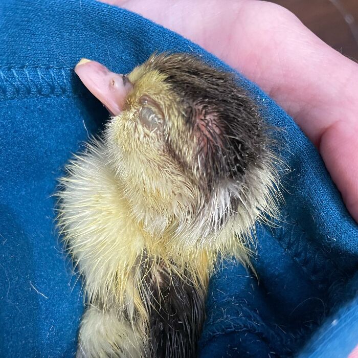 Woman Saves A Baby Duck Abandoned By Her Clutch, Raises Her As A Wonderful Rescue Pet