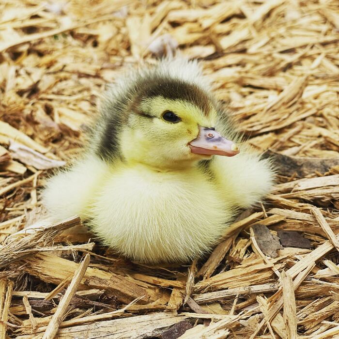 Woman Saves A Baby Duck Abandoned By Her Clutch, Raises Her As A Wonderful Rescue Pet