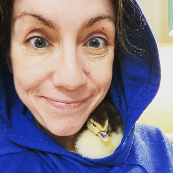 Woman Saves A Baby Duck Abandoned By Her Clutch, Raises Her As A Wonderful Rescue Pet