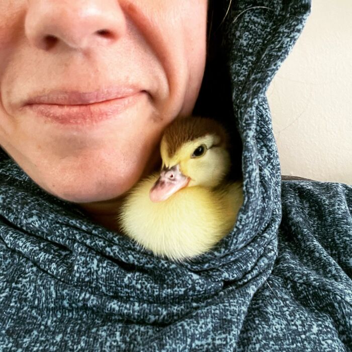 Woman Saves A Baby Duck Abandoned By Her Clutch, Raises Her As A Wonderful Rescue Pet
