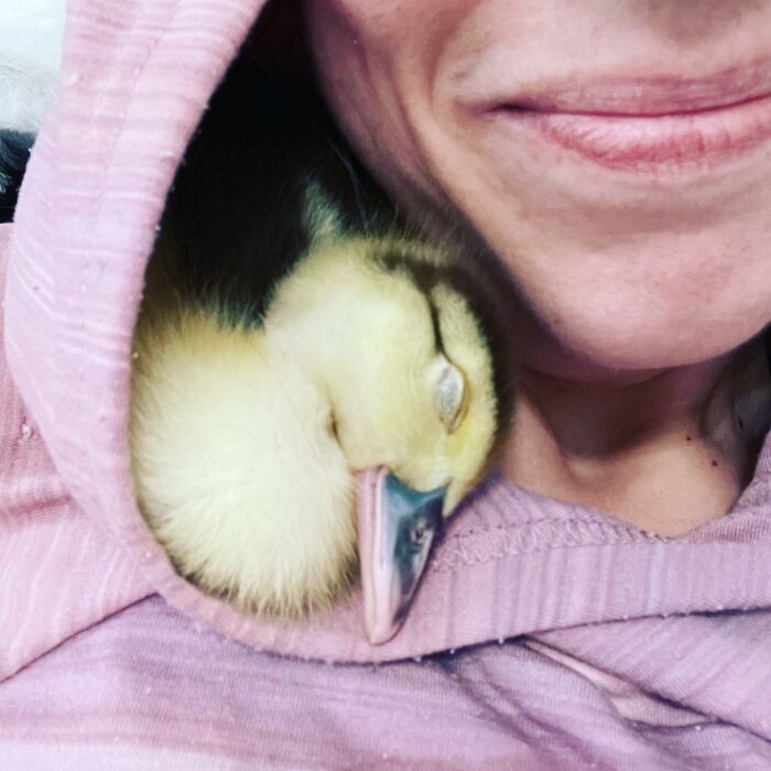 Woman Saves A Baby Duck Abandoned By Her Clutch, Raises Her As A Wonderful Rescue Pet