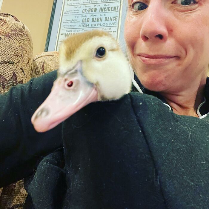 Woman Saves A Baby Duck Abandoned By Her Clutch, Raises Her As A Wonderful Rescue Pet