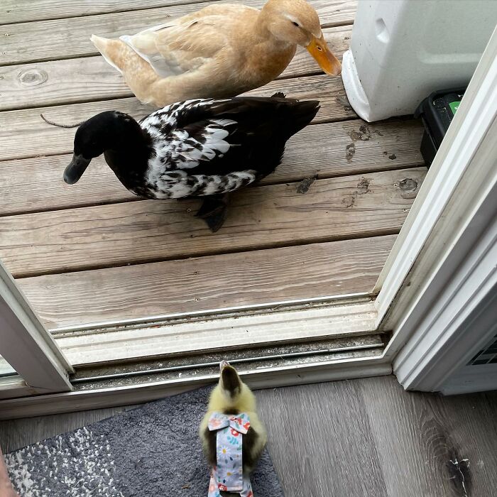 Woman Saves A Baby Duck Abandoned By Her Clutch, Raises Her As A Wonderful Rescue Pet