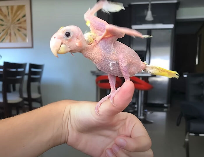 Meet Blondie, An Adorable Bird From Venezuela That Is Living With PBF Disease But Still Enjoying His Life Meet Blondie, An Adorable Bird From Venezuela That Is Living With PBF Disease But Still Enjoying His Life