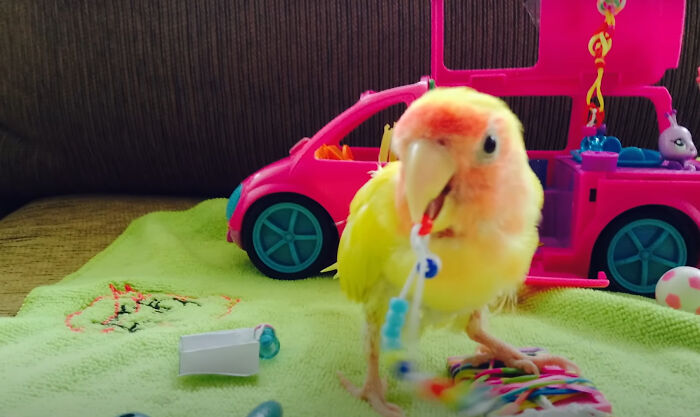 Meet Blondie, An Adorable Bird From Venezuela That Is Living With PBF Disease But Still Enjoying His Life Meet Blondie, An Adorable Bird From Venezuela That Is Living With PBF Disease But Still Enjoying His Life