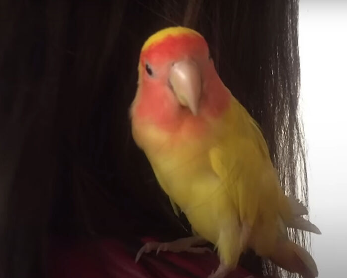 Meet Blondie, An Adorable Bird From Venezuela That Is Living With PBF Disease But Still Enjoying His Life Meet Blondie, An Adorable Bird From Venezuela That Is Living With PBF Disease But Still Enjoying His Life