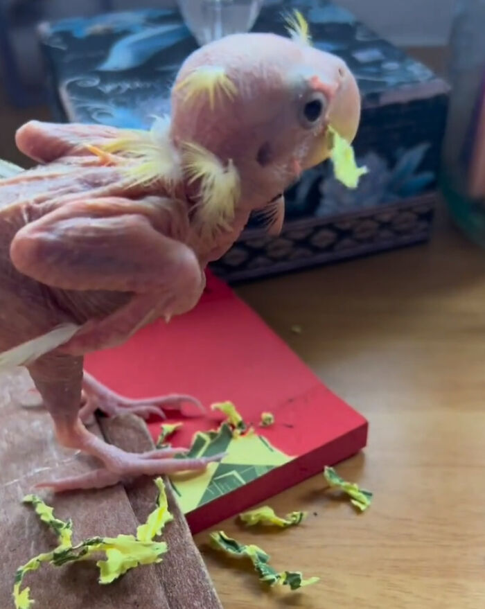 Meet Blondie, An Adorable Bird From Venezuela That Is Living With PBF Disease But Still Enjoying His Life Meet Blondie, An Adorable Bird From Venezuela That Is Living With PBF Disease But Still Enjoying His Life