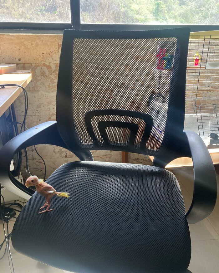 Meet Blondie, An Adorable Bird From Venezuela That Is Living With PBF Disease But Still Enjoying His Life Meet Blondie, An Adorable Bird From Venezuela That Is Living With PBF Disease But Still Enjoying His Life