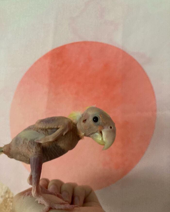 Meet Blondie, An Adorable Bird From Venezuela That Is Living With PBF Disease But Still Enjoying His Life Meet Blondie, An Adorable Bird From Venezuela That Is Living With PBF Disease But Still Enjoying His Life