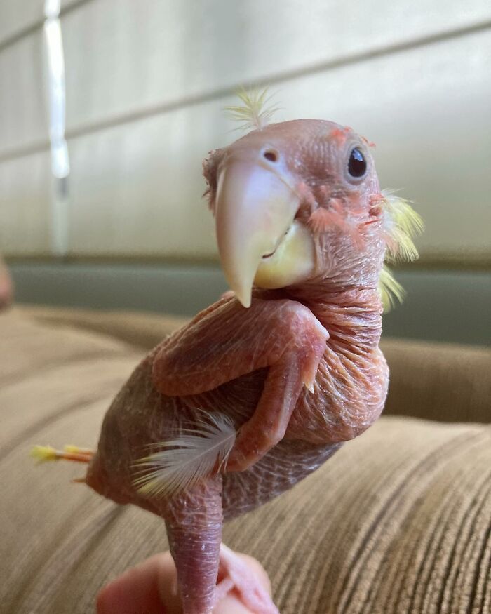 Meet Blondie, An Adorable Bird From Venezuela That Is Living With PBF Disease But Still Enjoying His Life Meet Blondie, An Adorable Bird From Venezuela That Is Living With PBF Disease But Still Enjoying His Life