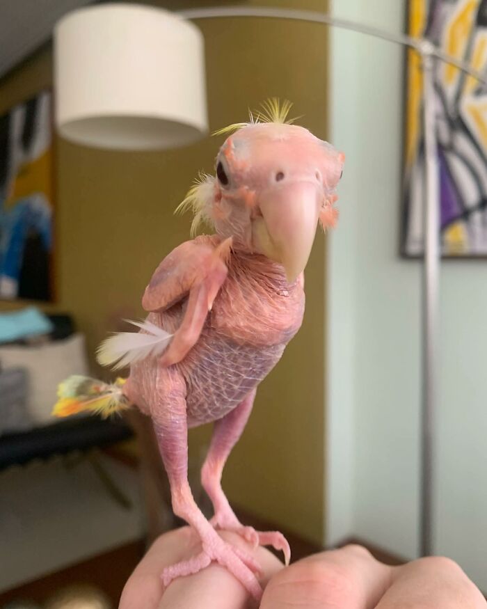 Meet Blondie, An Adorable Bird From Venezuela That Is Living With PBF Disease But Still Enjoying His Life Meet Blondie, An Adorable Bird From Venezuela That Is Living With PBF Disease But Still Enjoying His Life