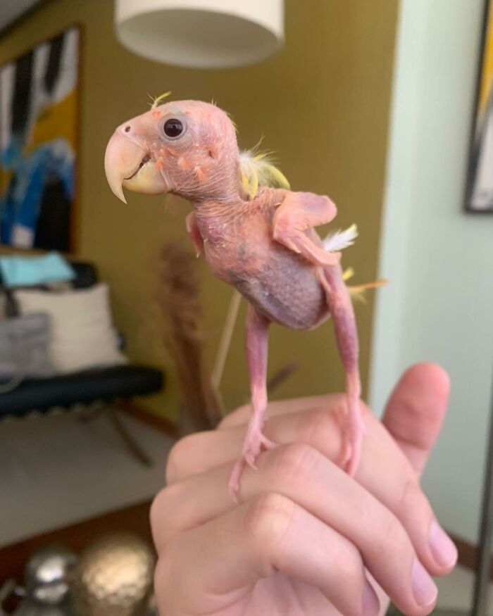 Meet Blondie, An Adorable Bird From Venezuela That Is Living With PBF Disease But Still Enjoying His Life Meet Blondie, An Adorable Bird From Venezuela That Is Living With PBF Disease But Still Enjoying His Life