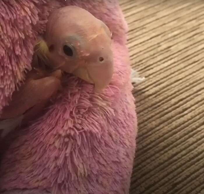 Meet Blondie, An Adorable Bird From Venezuela That Is Living With PBF Disease But Still Enjoying His Life Meet Blondie, An Adorable Bird From Venezuela That Is Living With PBF Disease But Still Enjoying His Life