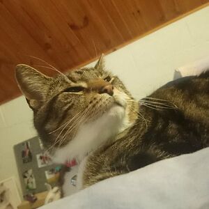 devonmatthewswood avatar