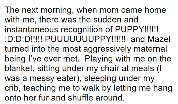 Parents Adopt A Strange Dog, Find Out It's Actually A Wolf Hybrid, It Turns Out To Be The Most Wholesome Dog Ever Parents Adopt A Strange Dog, Find Out It's Actually A Wolf Hybrid, It Turns Out To Be The Most Wholesome Dog Ever