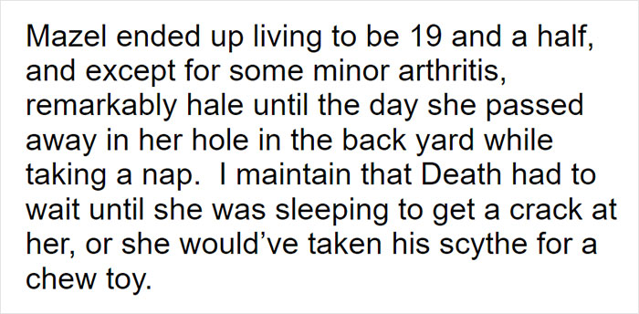 Parents Adopt A Strange Dog, Find Out It's Actually A Wolf Hybrid, It Turns Out To Be The Most Wholesome Dog Ever Parents Adopt A Strange Dog, Find Out It's Actually A Wolf Hybrid, It Turns Out To Be The Most Wholesome Dog Ever