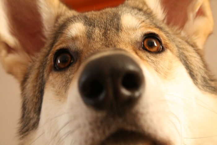 Estos padres adoptaron lo que resultó ser un híbrido de lobo y acabó siendo el perro más adorable de todos