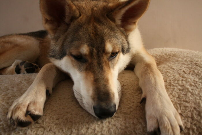 Estos padres adoptaron lo que resultó ser un híbrido de lobo y acabó siendo el perro más adorable de todos