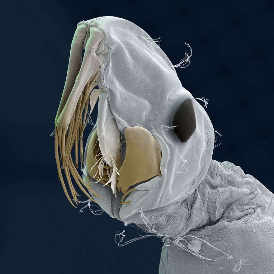 26 Macro Images Invisible To Human Eyes That Will Amaze Them 26 Macro Images Invisible To Human Eyes That Will Amaze Them