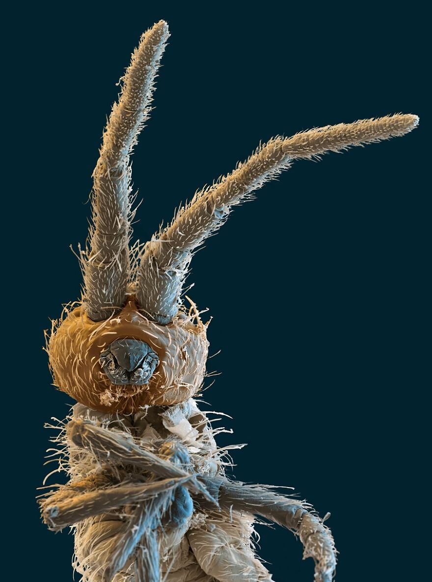 26 Macro Images Invisible To Human Eyes That Will Amaze Them 26 Macro Images Invisible To Human Eyes That Will Amaze Them