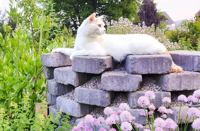 Guardian Of The Herbs