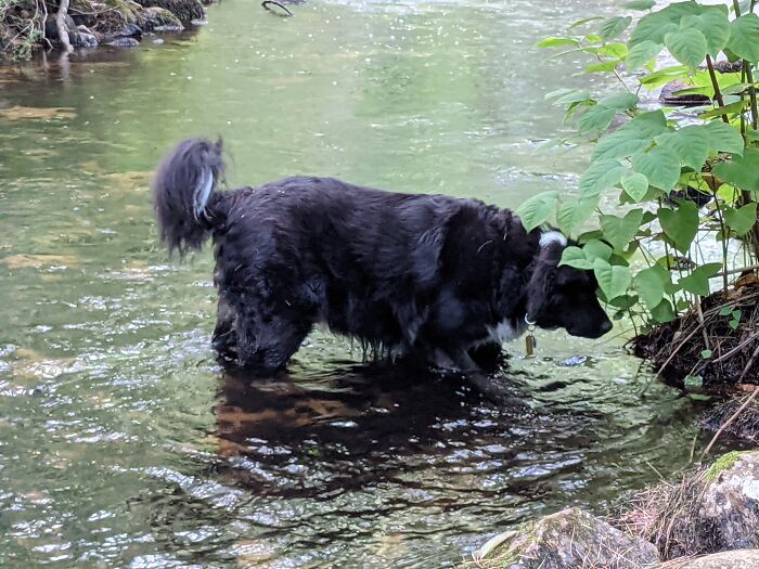 The Mighty Frog Chaser