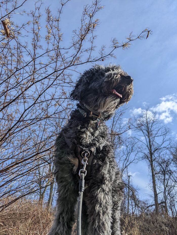Enjoying The Wind In His Fur