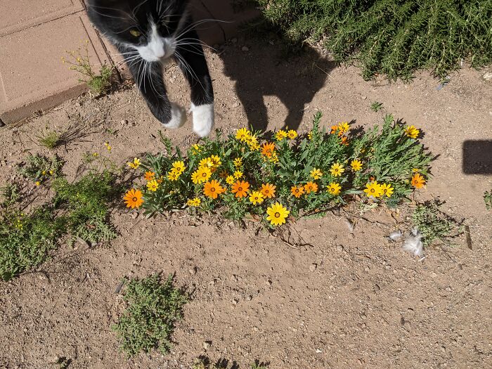 While Trying To Get A Picture Of These Wild Flowers Lol!