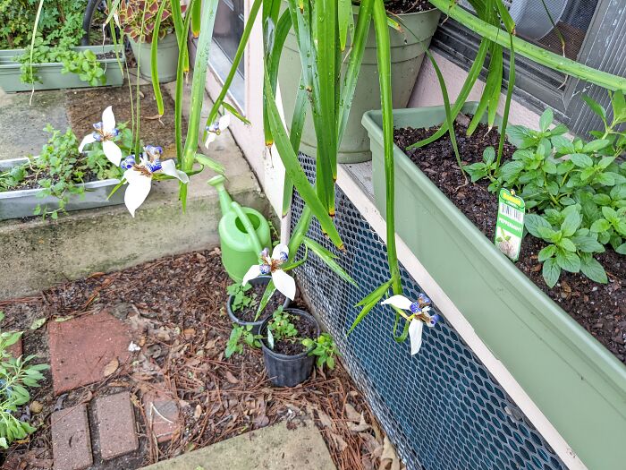 My Walking Iris Likes To Show Off