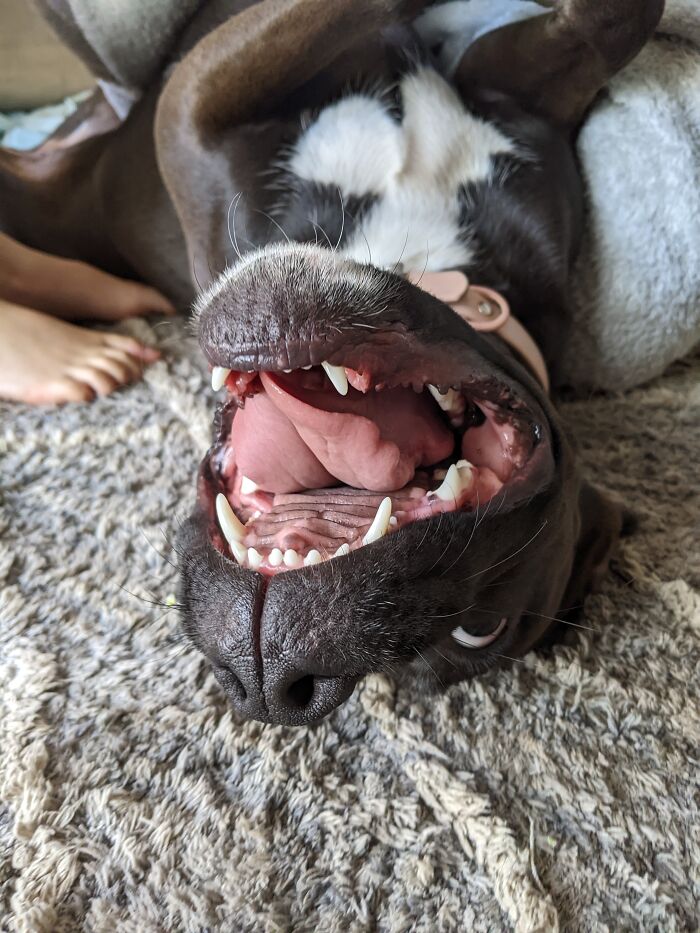 She Is A... Special Dog