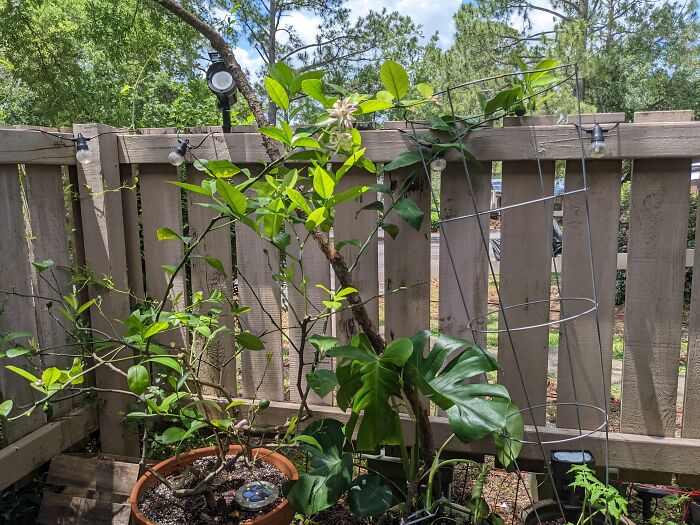Meyer Lemon In Bloom. Bonus: My New Monstera. His Name Is Phil.