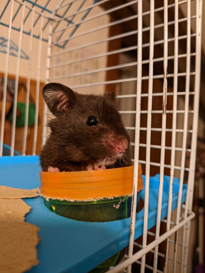 My Hamster: I Thought He Was A Female At First And Named Him Sassy (Sassafras) But Then Found Out He Was Male So I Named Him Junior. Look At Him!!