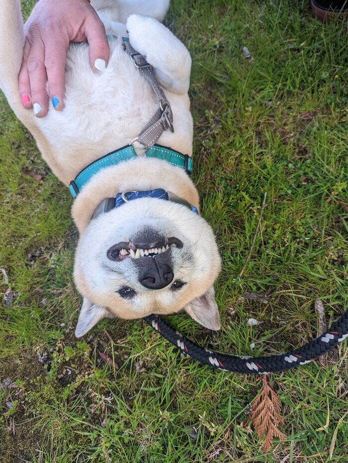 Enjoying Belly Rubs On A Nice Seattle Day!