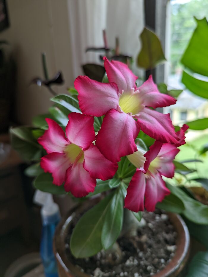 Desert Rose