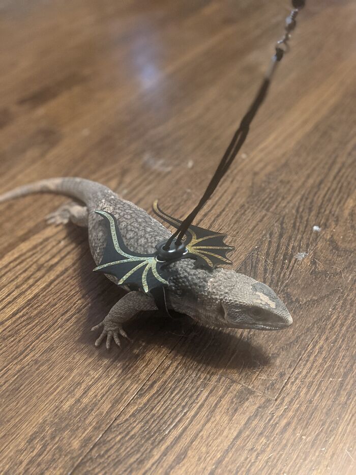 Savannah Monitor Lizard